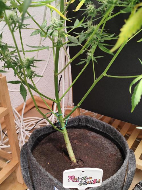 Rainbow Sherbet Automatic von Zamnesia. Week 8