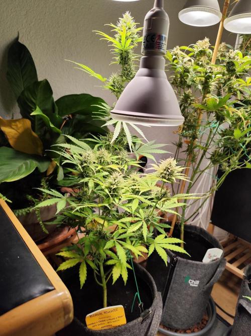 Black Runtz Automatic von Zamnesia seeds. Week 8 - Tag 61