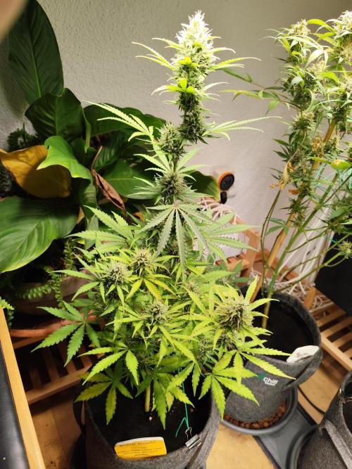 Black Runtz Automatic von Zamnesia seeds. Week 8