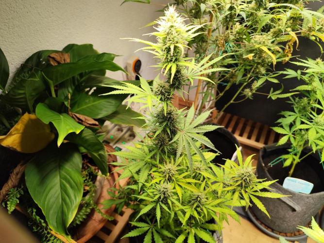 Black Runtz Automatic von Zamnesia seeds. Week 8