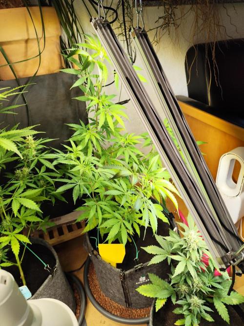 Membrana Hyper Autofem von VIP Seeds. Week 8 - Tag 63