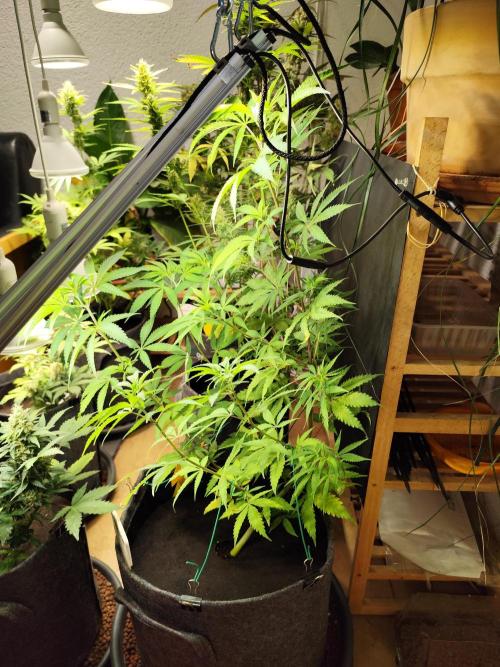 Membrana Hyper Autofem von VIP Seeds. Week 8