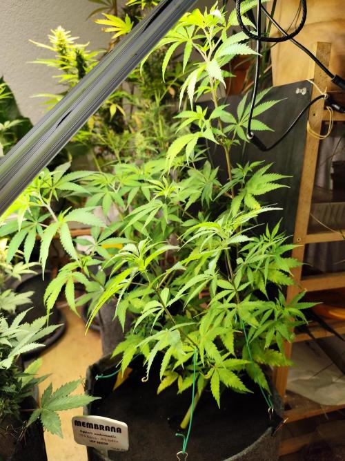 Membrana Hyper Autofem von VIP Seeds. Week 8