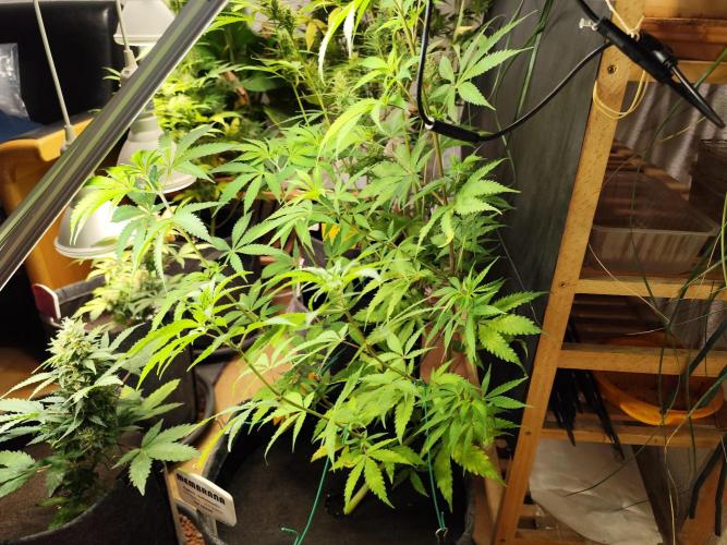 Membrana Hyper Autofem von VIP Seeds. Week 8