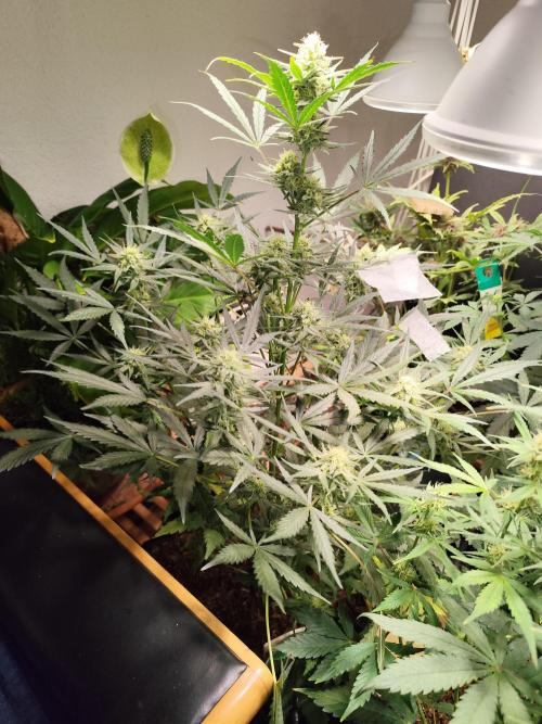 Z-Up Automatic von FastBuds. Week 8 - Tag 62