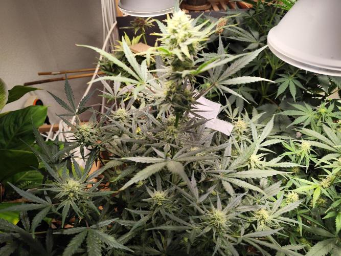 Z-Up Automatic von FastBuds. Week 8