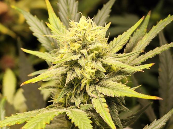 Z-Up Automatic von FastBuds. Week 8