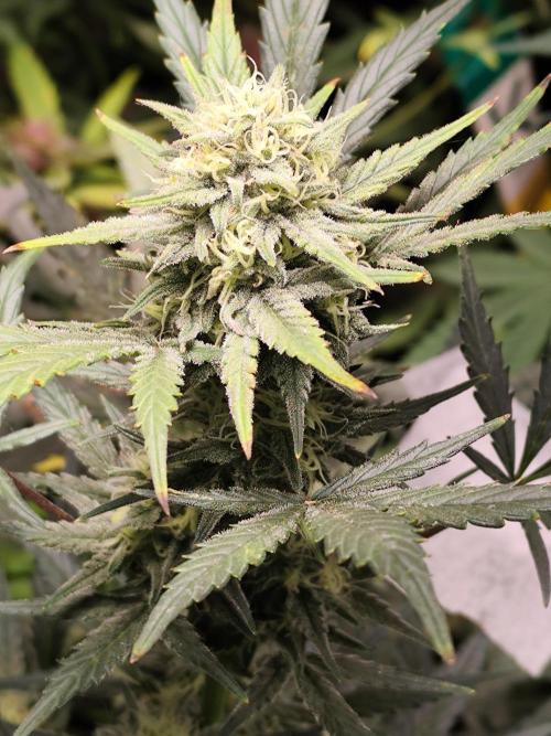 Z-Up Automatic von FastBuds. Week 8