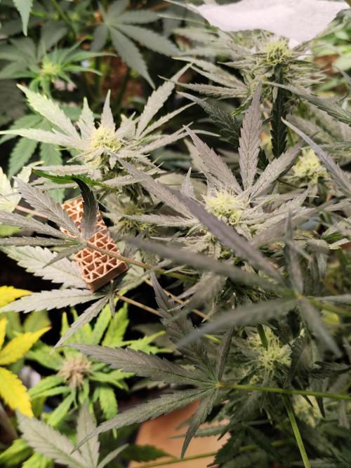 Z-Up Automatic von FastBuds. Week 8