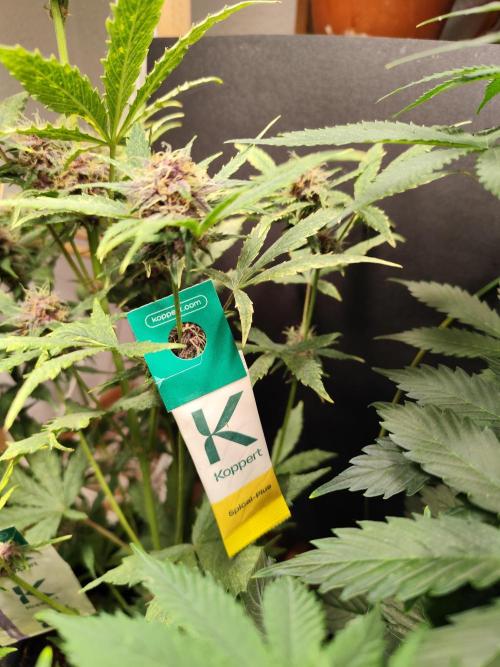 Blueberry Challenge Zammi / Sensi Seeds. Week 8 - Tag 60 Blueberry Auto