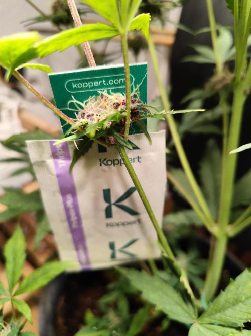 Blueberry Challenge Zammi / Sensi Seeds. Week 8