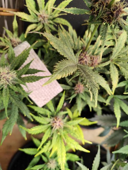 Blueberry Challenge Zammi / Sensi Seeds. Week 8