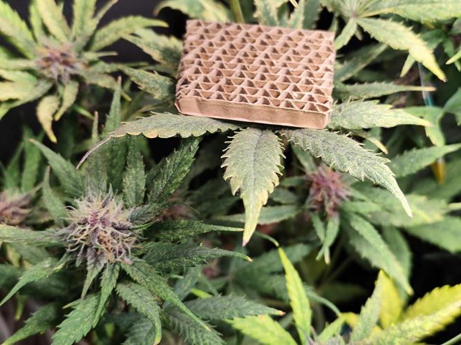 Blueberry Challenge Zammi / Sensi Seeds. Week 8 - Tag 62 Florfliegenlarve