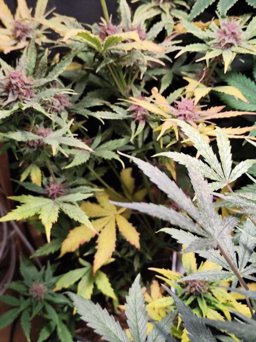 Blueberry Challenge Zammi / Sensi Seeds. Week 8