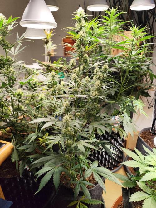 Blueberry Challenge Zammi / Sensi Seeds. Week 8