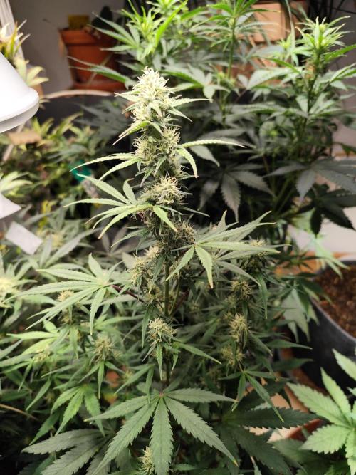 Blueberry Challenge Zammi / Sensi Seeds. Week 8