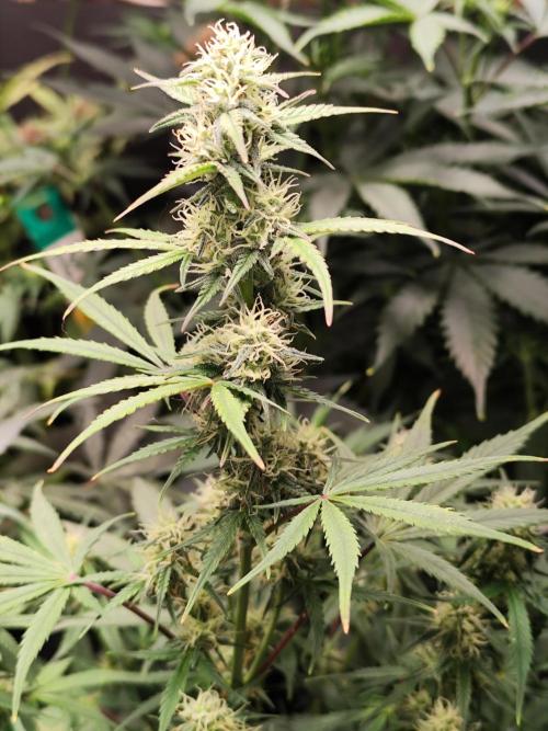 Blueberry Challenge Zammi / Sensi Seeds. Week 8 - Tag 62 Blueberry Zkittlez Auto