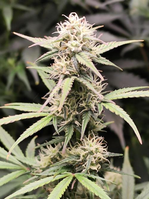 Blueberry Challenge Zammi / Sensi Seeds. Week 8