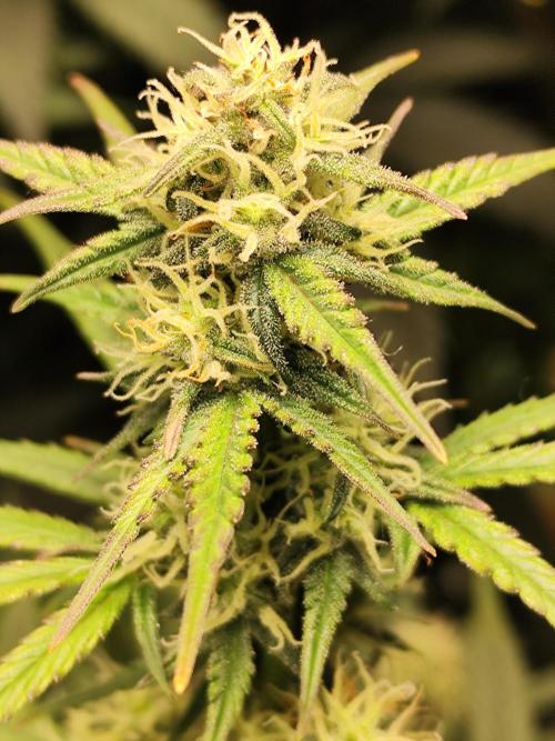 Blueberry Challenge Zammi / Sensi Seeds. Week 8