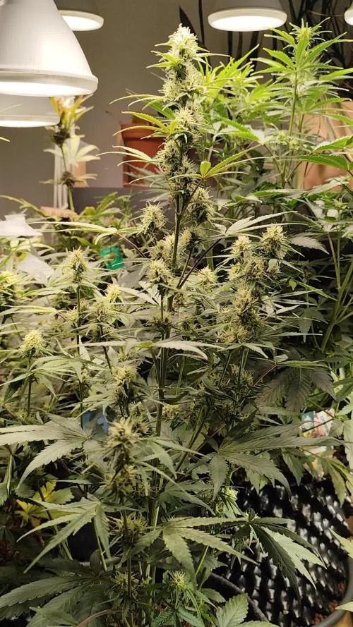 Blueberry Challenge Zammi / Sensi Seeds