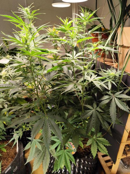 Tangerine Dream Automatic von Zamnesia. Week 8 - Tag 62