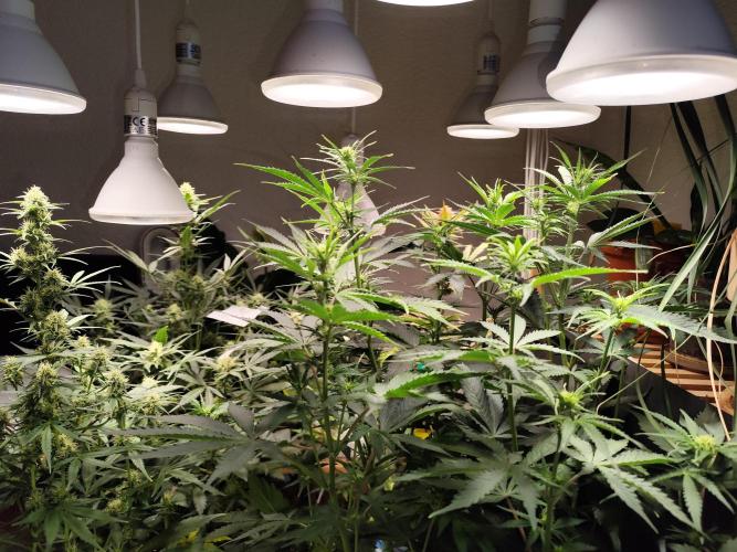 Tangerine Dream Automatic von Zamnesia. Week 8