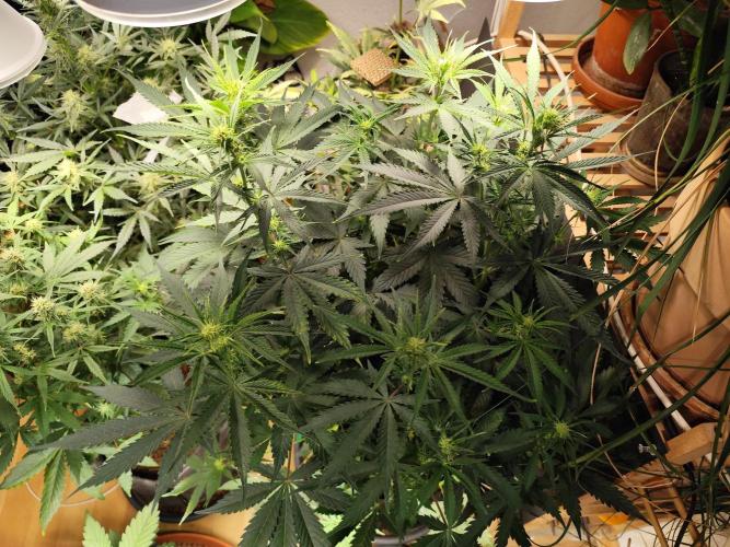 Tangerine Dream Automatic von Zamnesia. Week 8