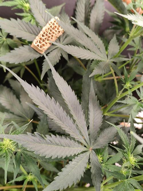 Tangerine Dream Automatic von Zamnesia. Week 8