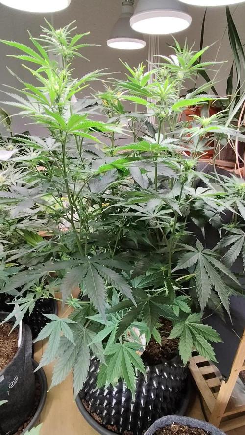 Tangerine Dream Automatic von Zamnesia