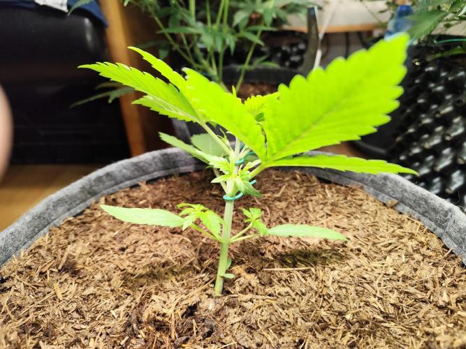 Lemon Cherry Cookies Auto von FastBuds. Week 4 - Tag 28