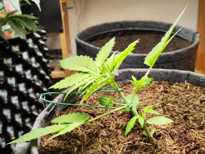 Lemon Cherry Cookies Auto von FastBuds. Week 4