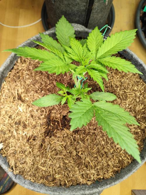 Lemon Cherry Cookies Auto von FastBuds. Week 4