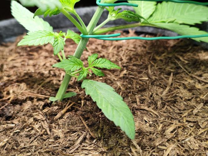 Lemon Cherry Cookies Auto von FastBuds. Week 4