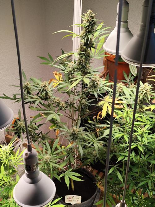 Rainbow Sherbet Automatic von Zamnesia. Week 9 - Tag 65