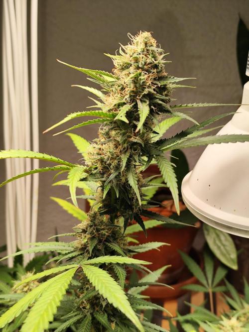 Rainbow Sherbet Automatic von Zamnesia. Week 9