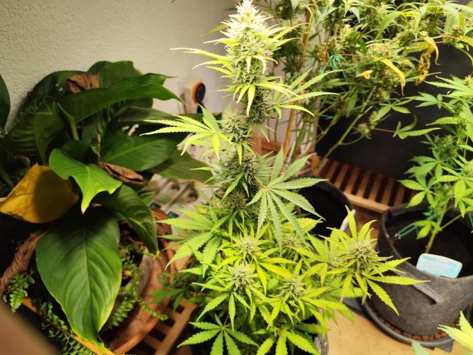 Black Runtz Automatic von Zamnesia seeds. Week 9 - Tag 65