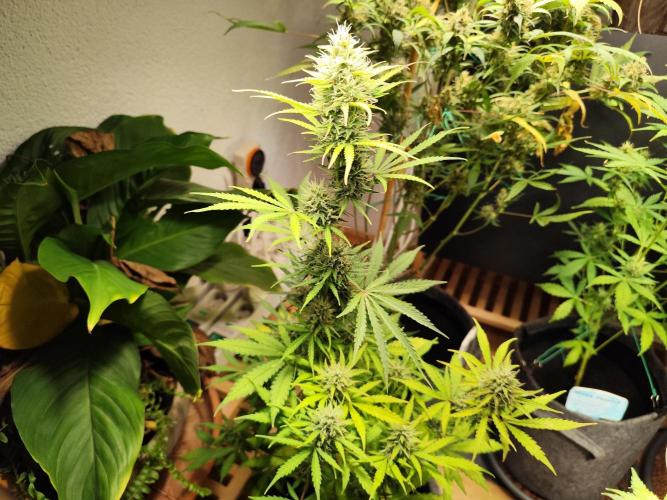 Black Runtz Automatic von Zamnesia seeds. Week 9