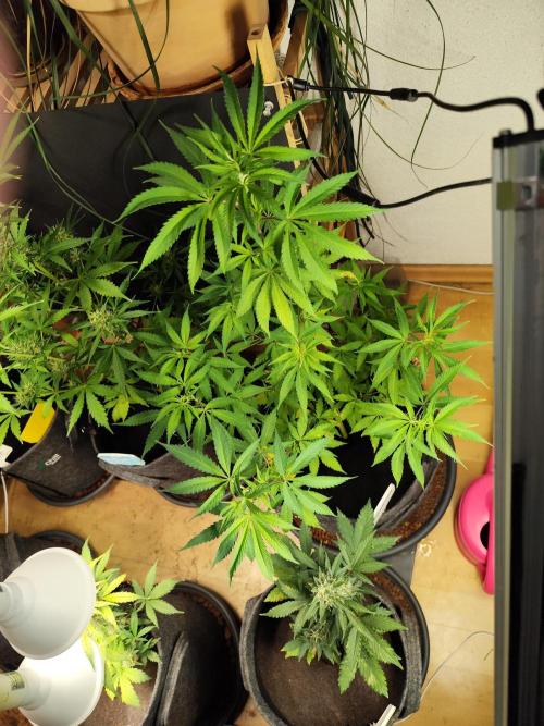 Membrana Hyper Autofem von VIP Seeds. Week 9 - Tag 67