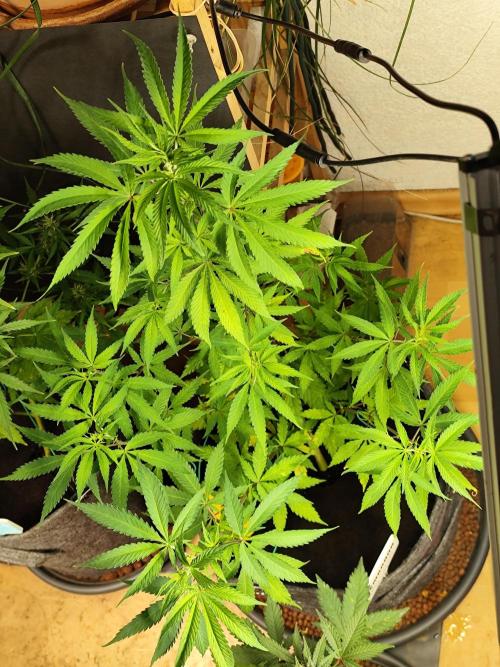 Membrana Hyper Autofem von VIP Seeds. Week 9