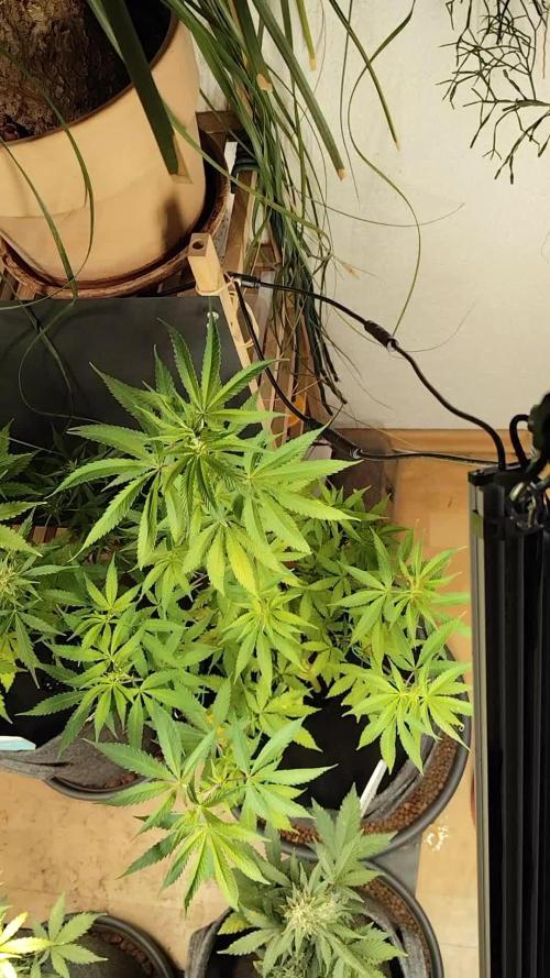 Membrana Hyper Autofem von VIP Seeds