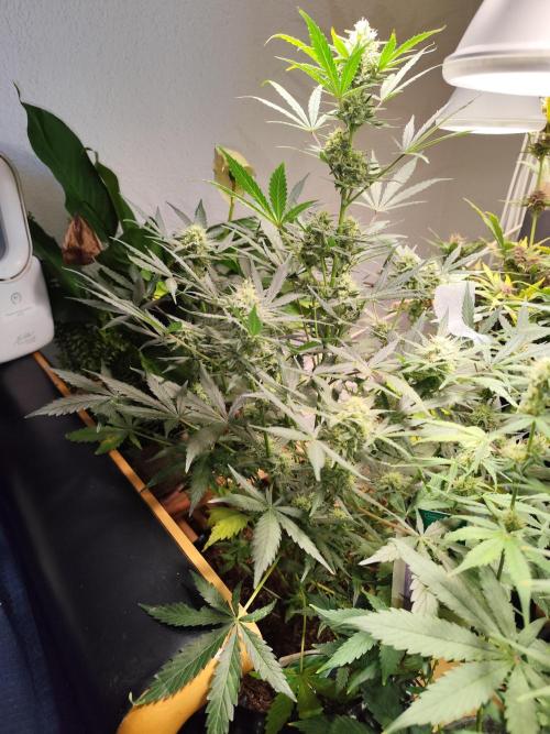 Z-Up Automatic von FastBuds. Week 9 - Tag 65