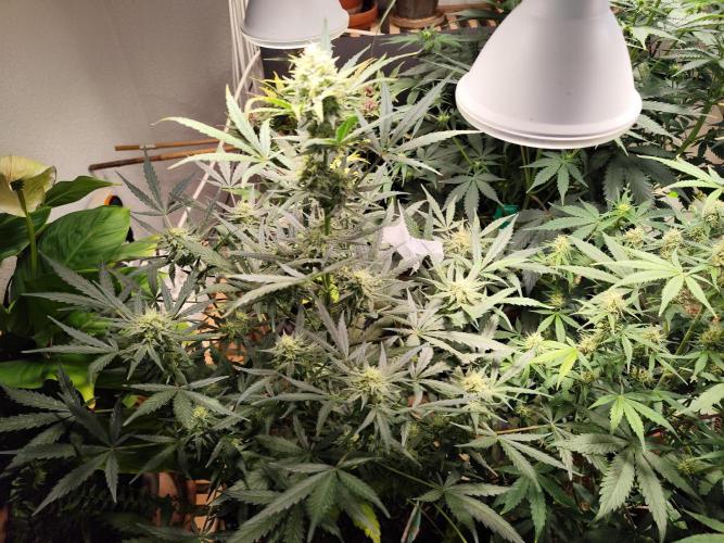 Z-Up Automatic von FastBuds. Week 9