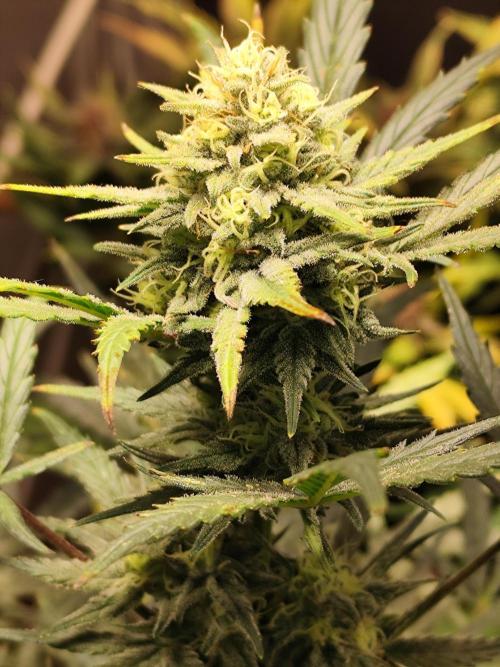 Z-Up Automatic von FastBuds. Week 9