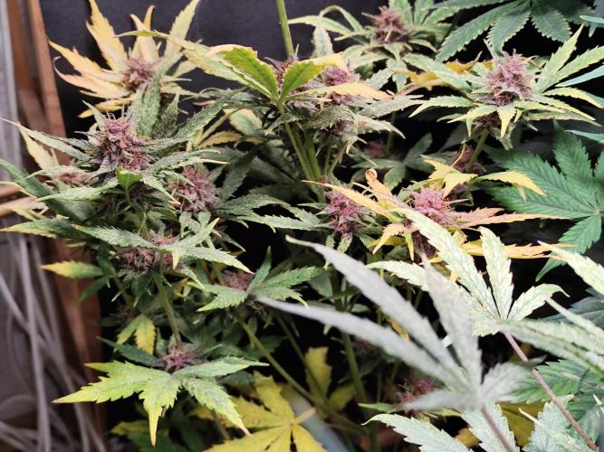 Blueberry Challenge Zammi / Sensi Seeds. Week 9 - Tag 68 Blueberry Auto