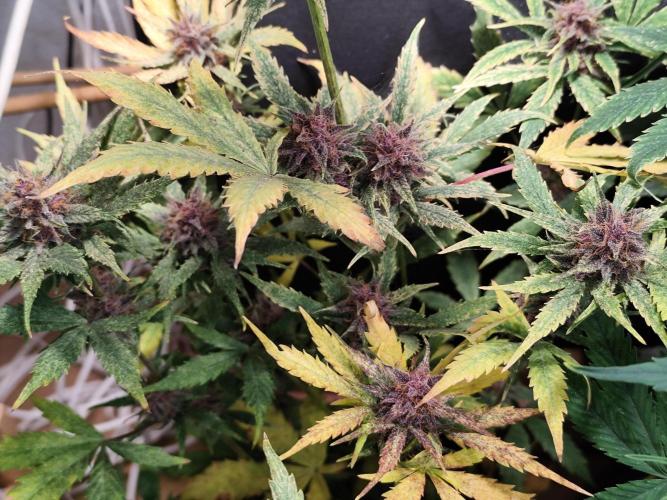 Blueberry Challenge Zammi / Sensi Seeds. Week 9