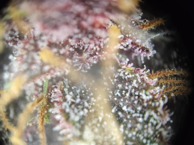 Blueberry Challenge Zammi / Sensi Seeds. Week 9