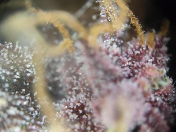 Blueberry Challenge Zammi / Sensi Seeds. Week 9