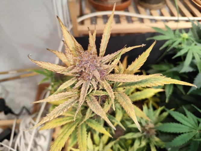 Blueberry Challenge Zammi / Sensi Seeds. Week 9