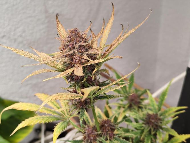 Blueberry Challenge Zammi / Sensi Seeds. Week 9