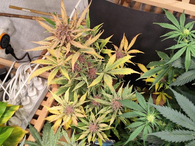 Blueberry Challenge Zammi / Sensi Seeds. Week 9